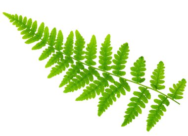 leaf fern isolated on white background in macro lens shooting clipart