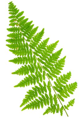 Yaprak eğreltiotu makro mercek çekiminde beyaz arkaplanda izole edildi