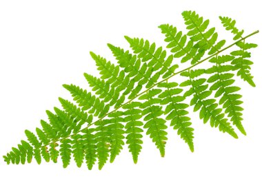 Yaprak eğreltiotu makro mercek çekiminde beyaz arkaplanda izole edildi