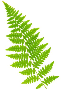 Yaprak eğreltiotu makro mercek çekiminde beyaz arkaplanda izole edildi