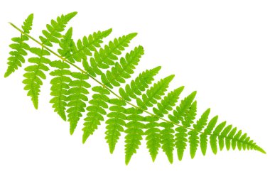 Yaprak eğreltiotu makro mercek çekiminde beyaz arkaplanda izole edildi