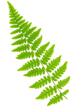 Yaprak eğreltiotu makro mercek çekiminde beyaz arkaplanda izole edildi