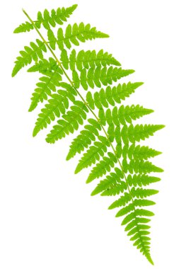 Yaprak eğreltiotu makro mercek çekiminde beyaz arkaplanda izole edildi