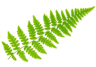 Yaprak eğreltiotu makro mercek çekiminde beyaz arkaplanda izole edildi