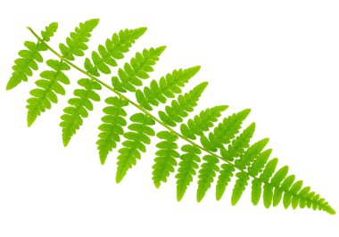 Yaprak eğreltiotu makro mercek çekiminde beyaz arkaplanda izole edildi