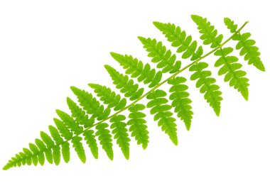 Yaprak eğreltiotu makro mercek çekiminde beyaz arkaplanda izole edildi