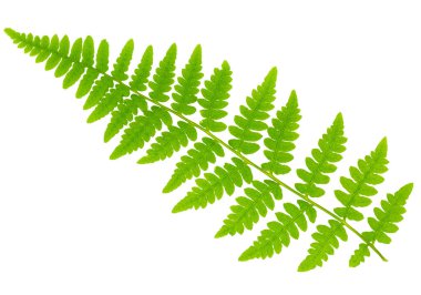 Yaprak eğreltiotu makro mercek çekiminde beyaz arkaplanda izole edildi