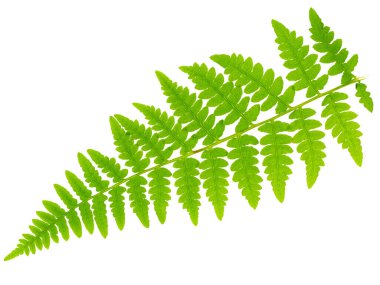 Yaprak eğreltiotu makro mercek çekiminde beyaz arkaplanda izole edildi