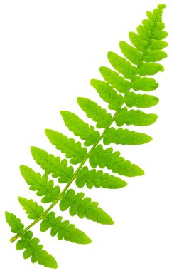 Yaprak eğreltiotu makro mercek çekiminde beyaz arkaplanda izole edildi