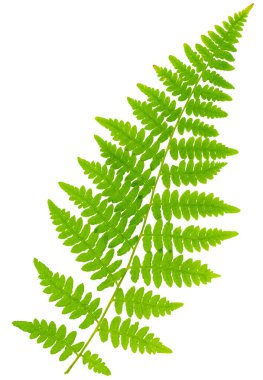 Yaprak eğreltiotu makro mercek çekiminde beyaz arkaplanda izole edildi