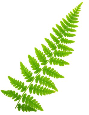 Yaprak eğreltiotu makro mercek çekiminde beyaz arkaplanda izole edildi