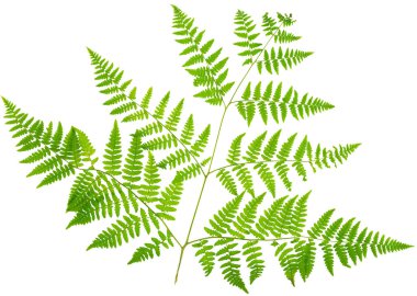 Yaprak eğreltiotu makro mercek çekiminde beyaz arkaplanda izole edildi