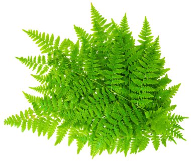 Yaprak eğreltiotu mercek çekiminde beyaz arkaplan üzerinde izole