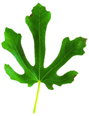Beyaz arkaplanda incir (Ficus carica, yaygın incir) yaprağı izole