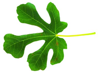 Beyaz arkaplanda incir (Ficus carica, yaygın incir) yaprağı izole