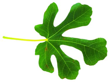 Beyaz arkaplanda incir (Ficus carica, yaygın incir) yaprağı izole