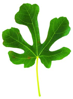 Beyaz arkaplanda incir (Ficus carica, yaygın incir) yaprağı izole
