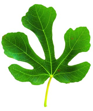 Beyaz arkaplanda incir (Ficus carica, yaygın incir) yaprağı izole