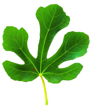 Beyaz arkaplanda incir (Ficus carica, yaygın incir) yaprağı izole