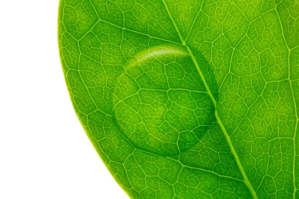 白い背景で撮影されたマクロレンズの緑の光沢のある葉の上に美しい水滴が転がり落ちる — ストック写真
