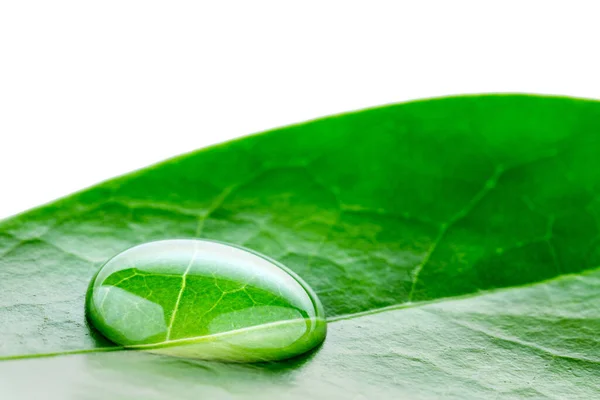 Schöne Wassertröpfchen Rollen Auf Dem Grün Glänzenden Blatt Der Makrolinse — Stockfoto