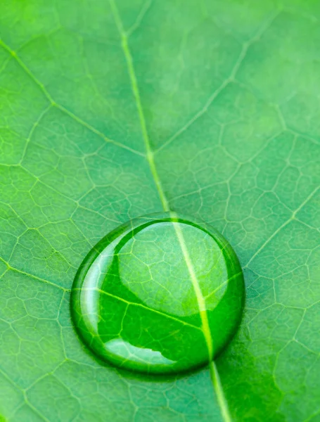 白い背景で撮影されたマクロレンズの緑の光沢のある葉の上に美しい水滴が転がり落ちる — ストック写真