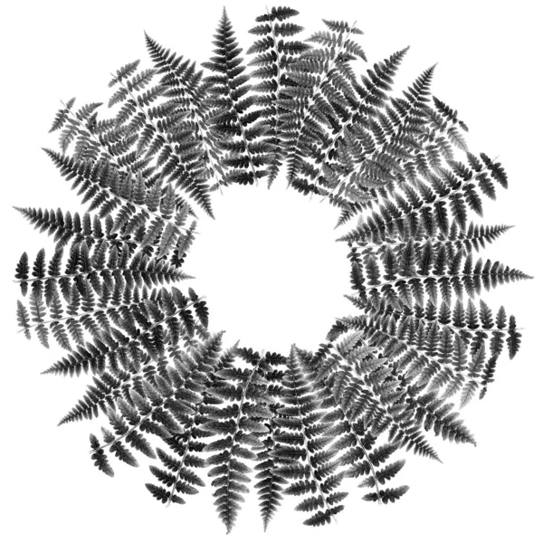 Kreisförmige Anordnung Einer Runden Rosette Aus Farnblättern 100 Mpx Bild — Stockfoto