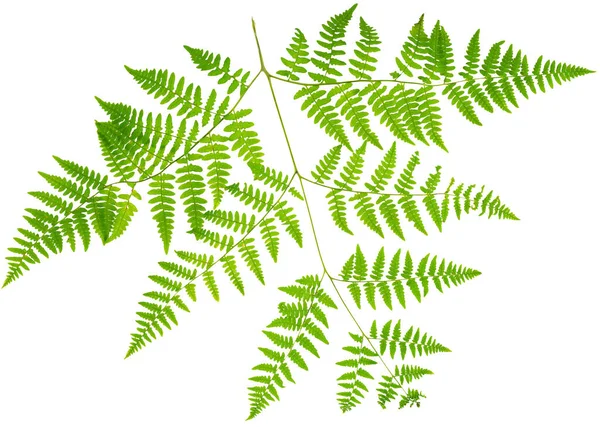 Leaf Fern Isolated White Background Macro Lens Shooting — Stock Photo, Image