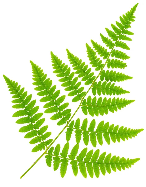 Leaf Fern Isolated White Background Macro Lens Shooting — Stock Photo, Image