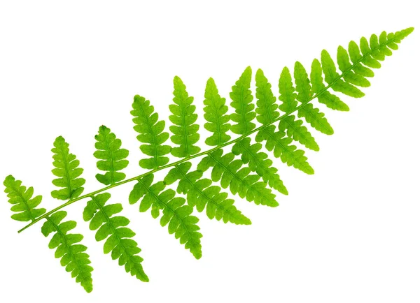 Leaf Fern Isolated White Background Macro Lens Shooting — Stock Photo, Image