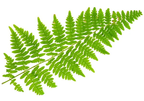 Leaf Fern Isolated White Background Macro Lens Shooting — Stock Photo, Image