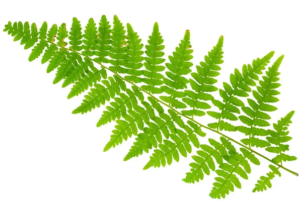 Leaf Fern Isolated White Background Macro Lens Shooting — Stock Photo, Image