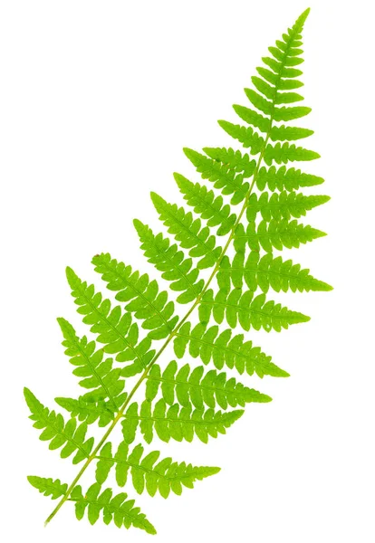 Leaf Fern Isolated White Background Macro Lens Shooting — Stock Photo, Image