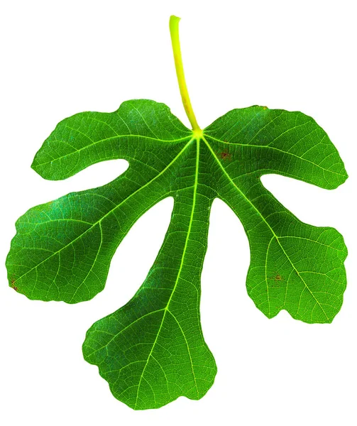 Fig Ficus Carica Figo Comum Folha Isolada Sobre Fundo Branco — Fotografia de Stock