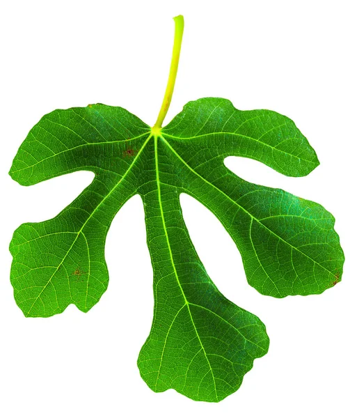 Fig Ficus Carica Figo Comum Folha Isolada Sobre Fundo Branco — Fotografia de Stock