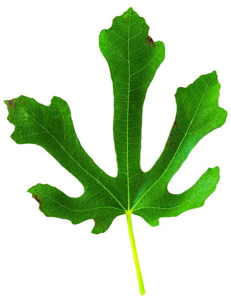 Fig Ficus Carica Figo Comum Folha Isolada Sobre Fundo Branco — Fotografia de Stock