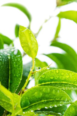 Süslü incir ağacının dallarındaki su damlacıklarında yapraklar, beyaz arka planda izole edilmiş bir makro lens..