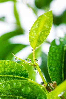 Süslü incir ağacının dallarındaki su damlacıklarında yapraklar, beyaz arka planda izole edilmiş bir makro lens..