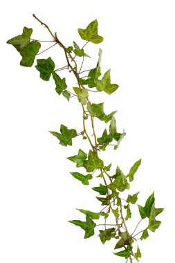 Beyaz arkaplanda yeşil yapraklı sarmaşık filizi