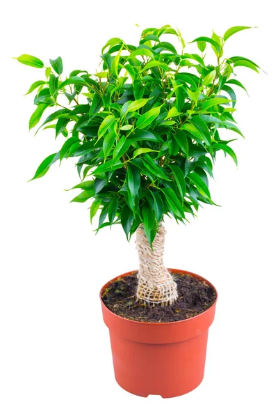 Decorative Ficus Bonsai Wrapped Burlap Svol Terracotta Pot Isolated White — Stock Photo, Image