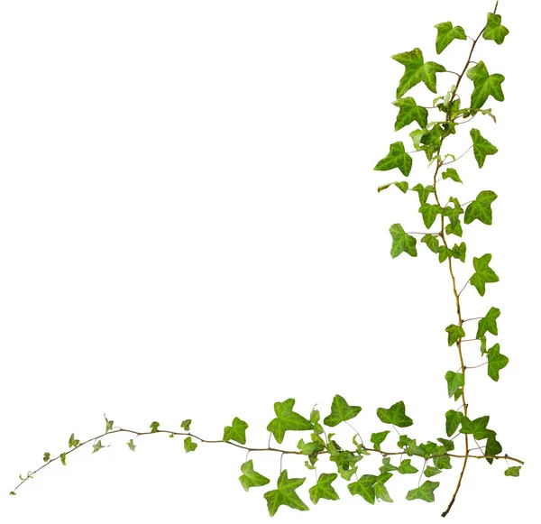 Rígido Hera Com Folhas Verdes Isoladas Fundo Branco Compilação Arranjo — Fotografia de Stock