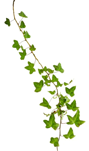 Sprig Ivy Green Leaves Isolated White Background — Stock Photo, Image