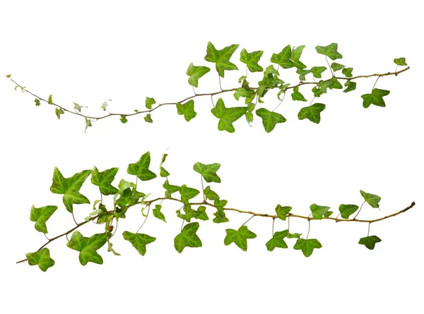 Gałązka Bluszczu Zielonymi Liśćmi Odizolowana Białym Tle — Zdjęcie stockowe