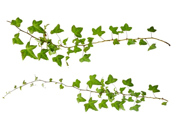 Gałązka Bluszczu Zielonymi Liśćmi Odizolowana Białym Tle — Zdjęcie stockowe