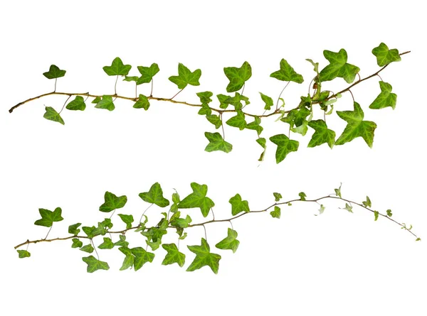 Branche Lierre Aux Feuilles Vertes Isolées Sur Fond Blanc — Photo