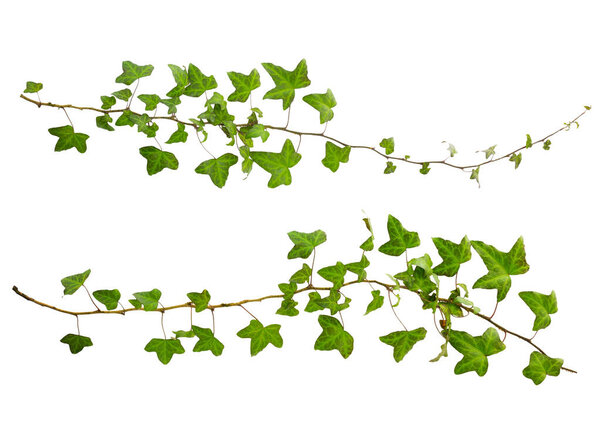 sprig of ivy with green leaves isolated on a white background