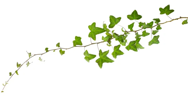 Kvist Vedbend Med Grønne Blade Isoleret Hvid Baggrund - Stock-foto