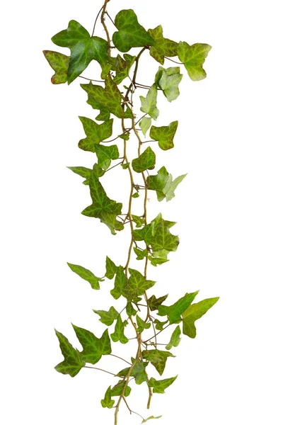 Κλαδί Κισσού Πράσινα Φύλλα Που Απομονώνονται Λευκό Φόντο — Φωτογραφία Αρχείου