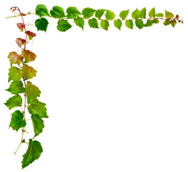 Sprig of ivy with green leaves isolated on a white background. Parthenocissus tricuspidata Veitchii, or Victoria creeper, or Boston Ivy clipart