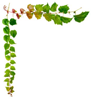 Beyaz arka planda yeşil yapraklı sarmaşık şerbeti. Partenocissus tricuspidata Veitchii, veya Victoria creeper, veya Boston Ivy